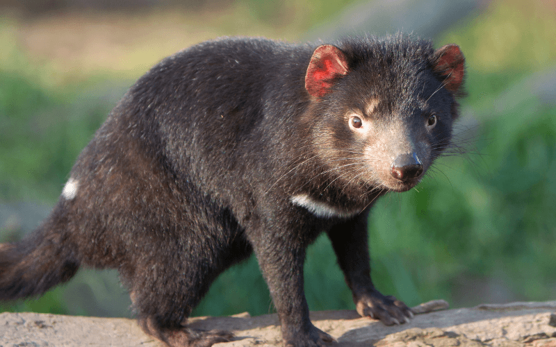 Tasmanina Devil