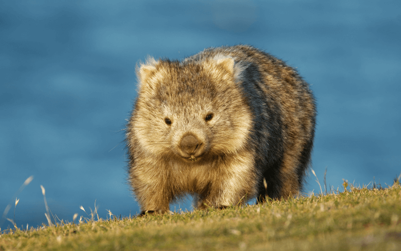 Wombat